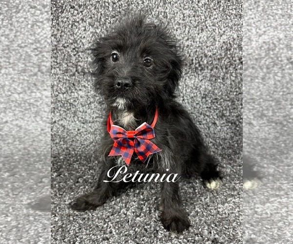 Medium Photo #1 Chihuahua-Unknown Mix Puppy For Sale in Grafton, WI, USA