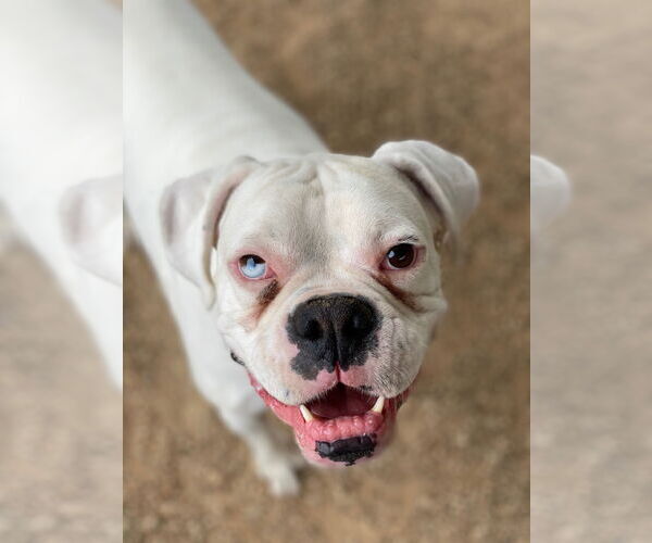Medium Photo #2 Boxer Puppy For Sale in Dumont, NJ, USA