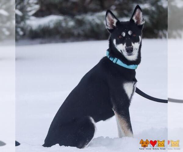 Medium Photo #1 Siberian Husky-Unknown Mix Puppy For Sale in Center Township, PA, USA
