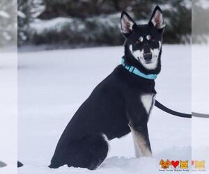 Siberian Husky-Unknown Mix Dogs for adoption in Center Township, PA, USA