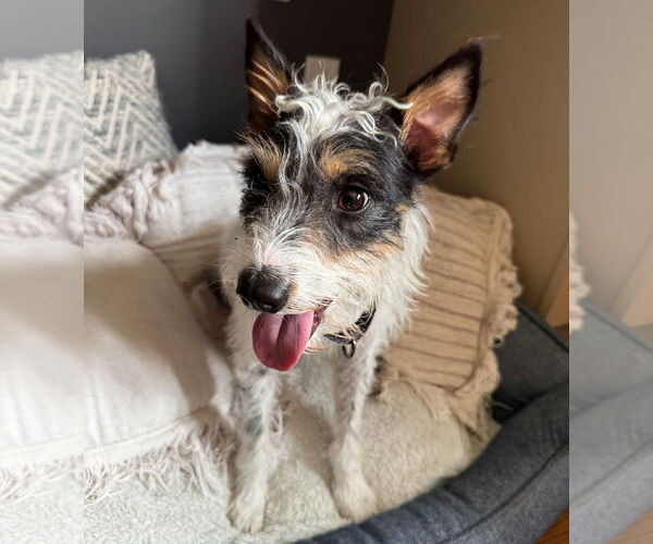 Medium Photo #3 Mutt Puppy For Sale in Germantown, OH, USA