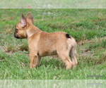 Small #27 French Bulldog