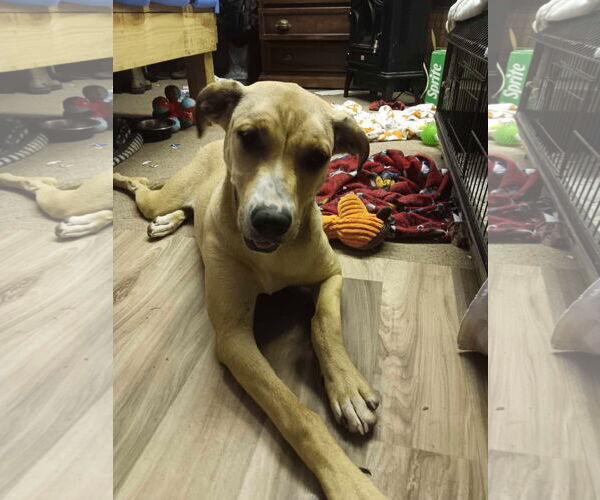 Medium Photo #7 Catahoula Leopard Dog-Labrador Retriever Mix Puppy For Sale in Farmerville, LA, USA