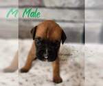 Puppy Fawkes Boxer