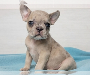 French Bulldog Puppy for sale in BOSTON, MA, USA