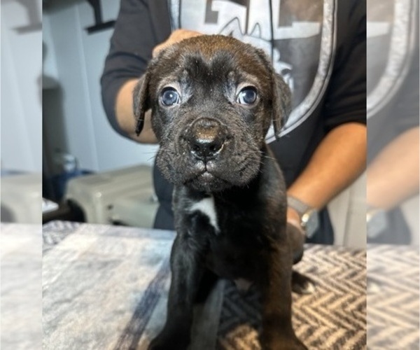 Medium Photo #2 Cane Corso Puppy For Sale in MOUNT MORRIS, MI, USA