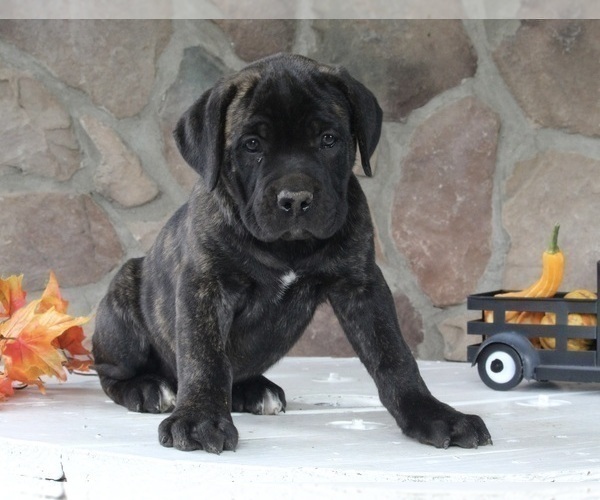 Medium Photo #1 Cane Corso Puppy For Sale in FREDERICKSBURG, OH, USA