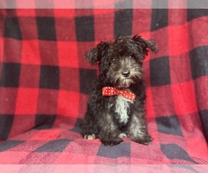 Schnauzer (Miniature) Puppy for sale in LAKELAND, FL, USA