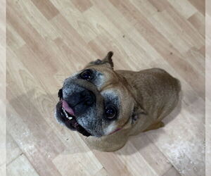 French Bulldog Dogs for adoption in Jackson Township, NJ, USA
