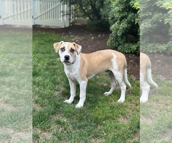 Medium Photo #2 American Pit Bull Terrier-Unknown Mix Puppy For Sale in pomfret, CT, USA