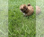 Small #4 Shih Tzu