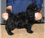 Small Photo #10 Poodle (Toy) Puppy For Sale in CHANUTE, KS, USA