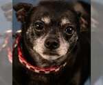 Small #4 Chihuahua Mix