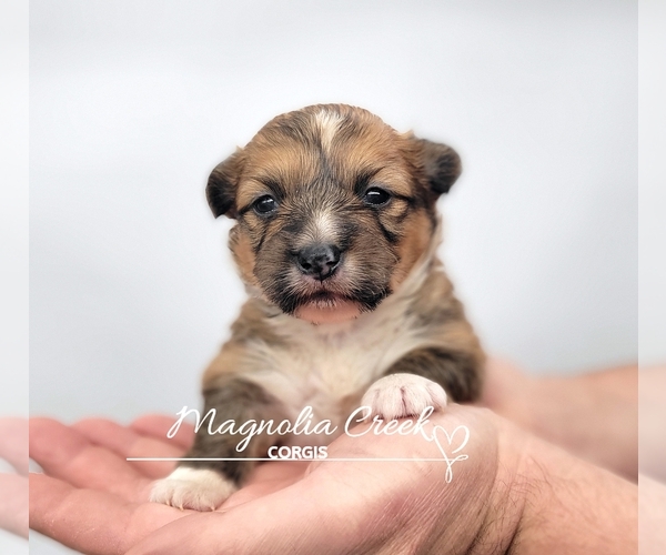 Medium Photo #8 Pembroke Welsh Corgi Puppy For Sale in CRESTVIEW, FL, USA
