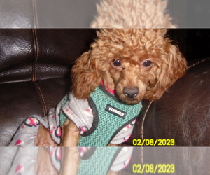 Poodle (Toy) Puppy for sale in DULUTH, GA, USA