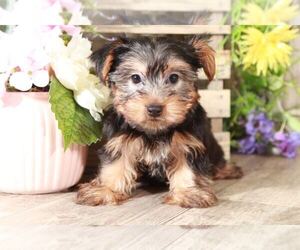 Yorkshire Terrier Puppy for sale in MOUNT VERNON, OH, USA