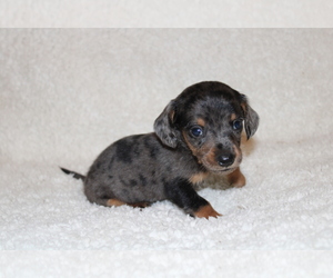 Dachshund Puppy for sale in BLOOMINGTON, IN, USA