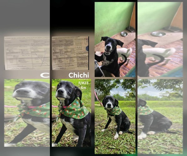 Medium Photo #1 Labmatian Puppy For Sale in Virginia Beach, VA, USA