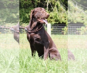 Mother of the Labrador Retriever puppies born on 09/02/2026