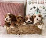 Small Photo #1 Goldendoodle (Miniature) Puppy For Sale in GILBERT, AZ, USA