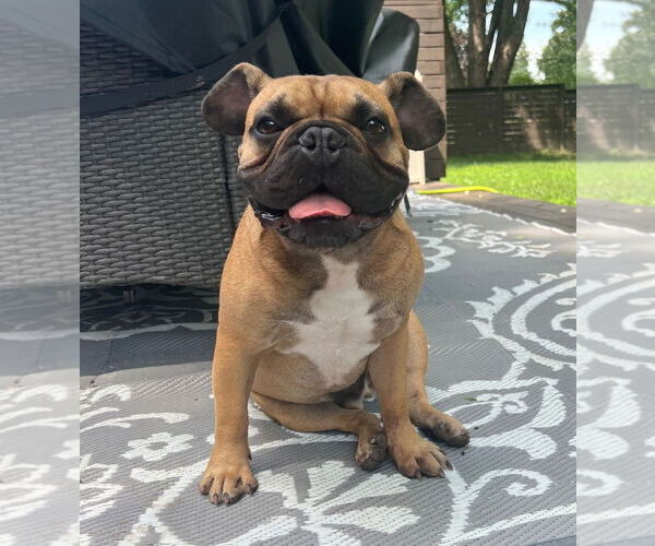 Medium Photo #4 French Bulldog Puppy For Sale in St. Louis Park, MN, USA