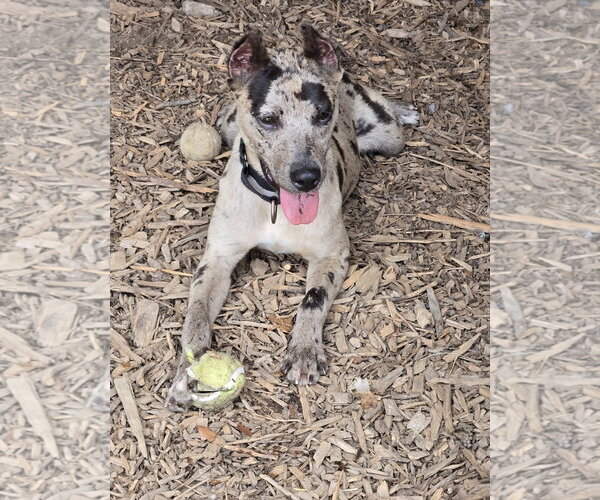 Medium Photo #3 Mutt Puppy For Sale in Rustburg, VA, USA