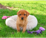 Small #8 Labrador Retriever
