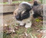 Small Photo #2 Shih Tzu Puppy For Sale in AKRON, OH, USA