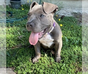 American Bully Puppy for Sale in COLUMBIA, South Carolina USA
