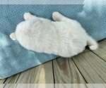 Small Photo #10 Great Pyrenees Puppy For Sale in JERSEYVILLE, IL, USA