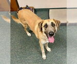 Small Great Pyrenees Mix