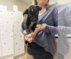 Labrador Retriever-Unknown Mix Dogs for adoption in Brewster, NY, USA