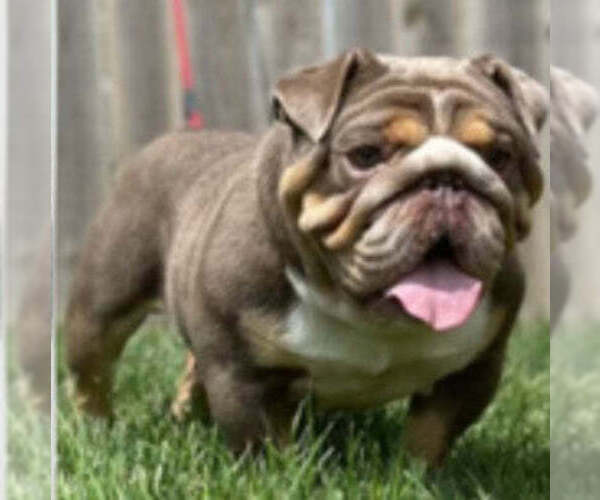 Medium Photo #1 English Bulldog Puppy For Sale in GOSHEN, IN, USA