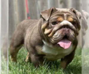 Father of the English Bulldog puppies born on 06/29/2026