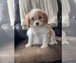 Small Photo #2 Cavapoo Puppy For Sale in NILES, MI, USA