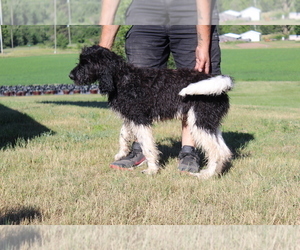 Newfoundland-Poodle (Standard) Mix Puppy for sale in EVART, MI, USA