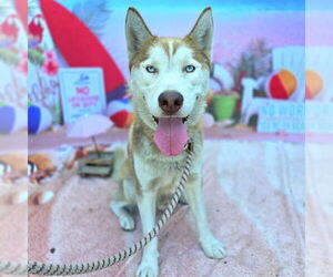 Siberian Husky Dogs for adoption in Long Beach, CA, USA