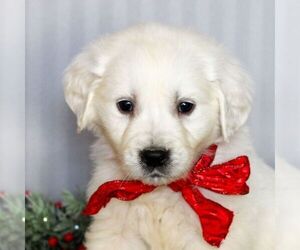 English Cream Golden Retriever Puppy for sale in LITITZ, PA, USA