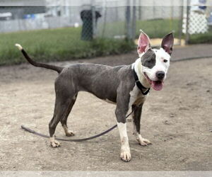 Mutt Dogs for adoption in Virginia Beach, VA, USA