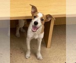 Small #4 Jack Russell Terrier Mix