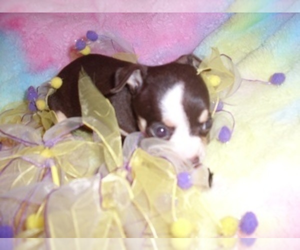 Medium Photo #13 Chihuahua Puppy For Sale in JACKSON, MS, USA
