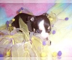 Small #12 Chihuahua