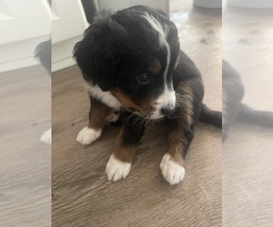 Medium Bernese Mountain Dog-Miniature Bernedoodle Mix