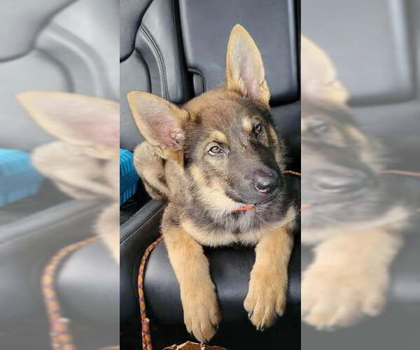 Medium Photo #1 German Shepherd Dog-Unknown Mix Puppy For Sale in Saegertown , PA, USA
