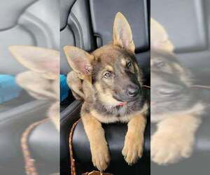 German Shepherd Dog-Unknown Mix Dogs for adoption in Saegertown , PA, USA