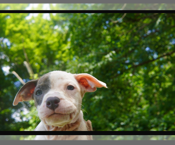 Medium Photo #6 American Pit Bull Terrier Puppy For Sale in BROCKTON, MA, USA