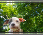 Small #5 American Pit Bull Terrier
