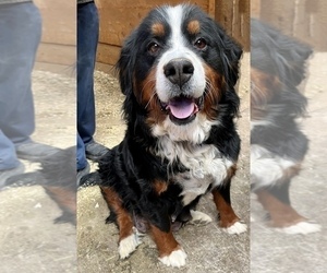Mother of the Bernese Mountain Dog puppies born on 12/10/2023