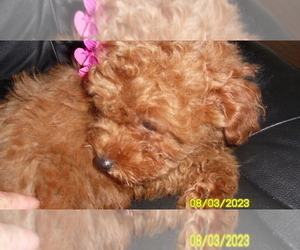 Poodle (Toy) Puppy for sale in DULUTH, GA, USA
