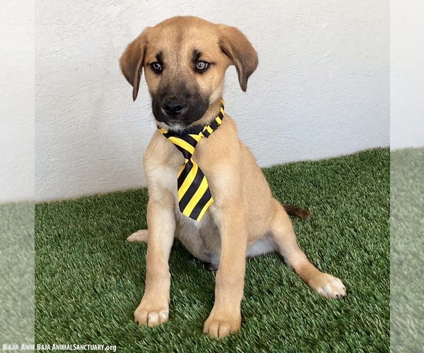 Medium Photo #2 Shepradors Puppy For Sale in San Diego, CA, USA